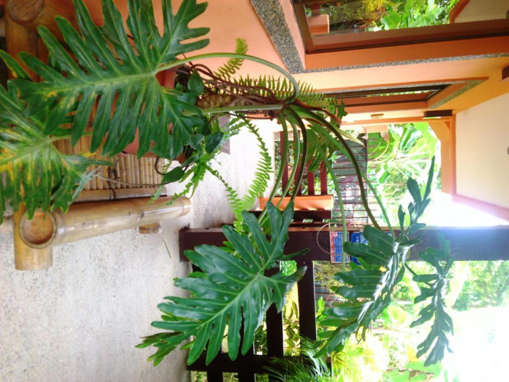 Inn On The Park Manuel Antonio Eksteriør billede